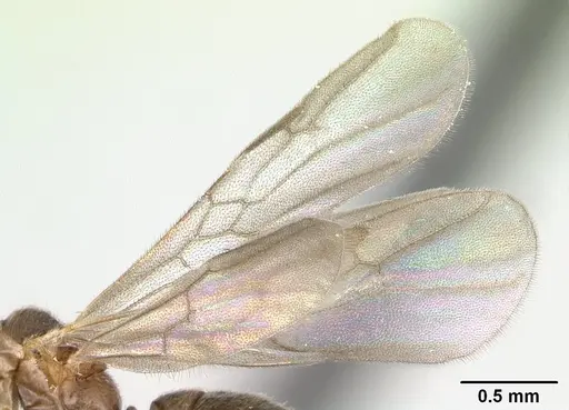 Hypoponera indigens specimen CASENT0137535 image casent0137535_4