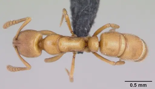Hypoponera inexorata specimen CASENT0065779 image casent0065779_1