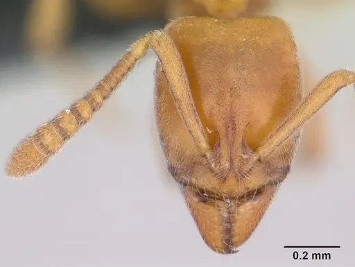 Hypoponera inexorata specimen CASENT0065779 image casent0065779_2