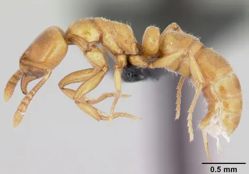Hypoponera inexorata specimen CASENT0065779 image casent0065779_3