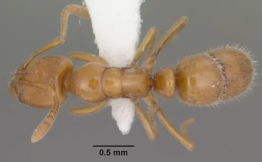 Hypoponera inexorata specimen CASENT0102904 image casent0102904_1
