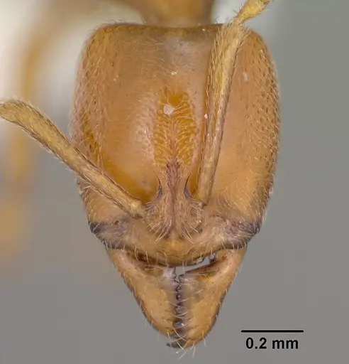 Hypoponera inexorata specimen CASENT0102904 image casent0102904_2