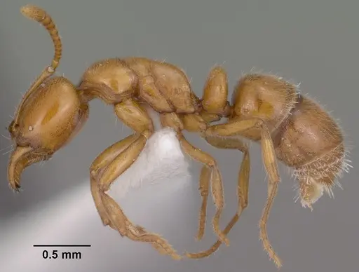 Hypoponera inexorata specimen CASENT0102904 image casent0102904_3