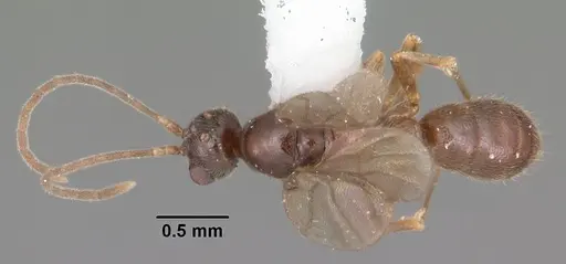 Hypoponera inexorata specimen CASENT0103954 image casent0103954_1