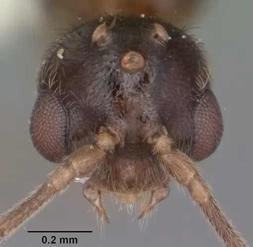 Hypoponera inexorata specimen CASENT0103954 image casent0103954_2