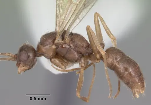 Hypoponera inexorata specimen CASENT0103954 image casent0103954_3