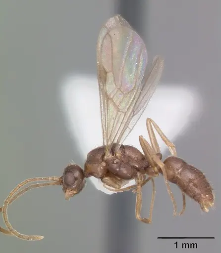 Hypoponera inexorata specimen CASENT0103954 image casent0103954_4