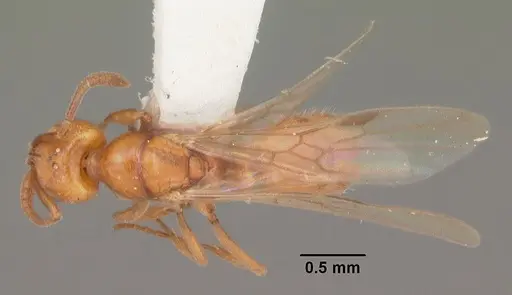 Hypoponera inexorata specimen CASENT0103955 image casent0103955_1