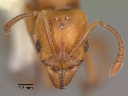 Hypoponera inexorata specimen CASENT0103955 image casent0103955_2