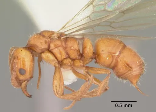 Hypoponera inexorata specimen CASENT0103955 image casent0103955_3