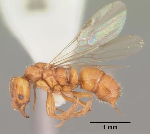 Hypoponera inexorata specimen CASENT0103955 image casent0103955_4