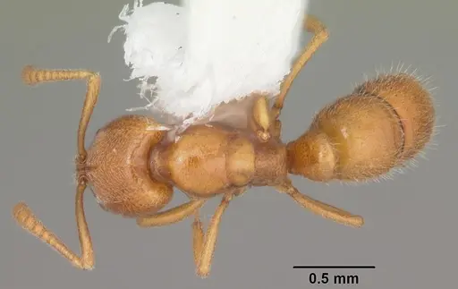 Hypoponera inexorata specimen CASENT0103956 image casent0103956_1