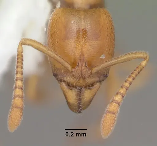 Hypoponera inexorata specimen CASENT0103956 image casent0103956_2