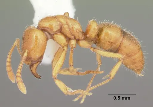 Hypoponera inexorata specimen CASENT0103956 image casent0103956_3