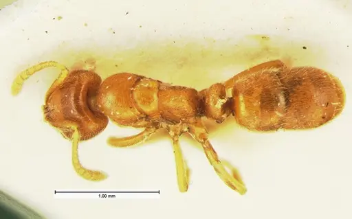Hypoponera inexorata specimen CASENT0105616 image casent0105616_1