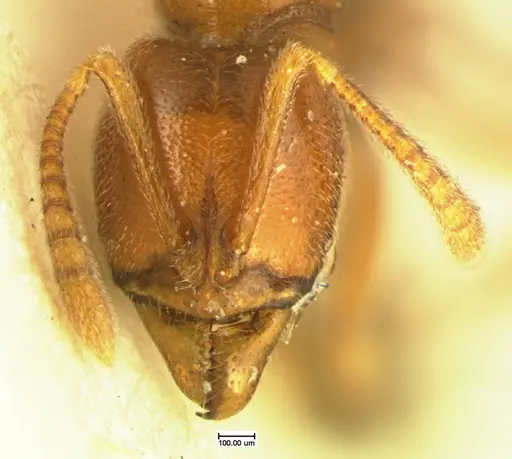 Hypoponera inexorata specimen CASENT0105616 image casent0105616_2