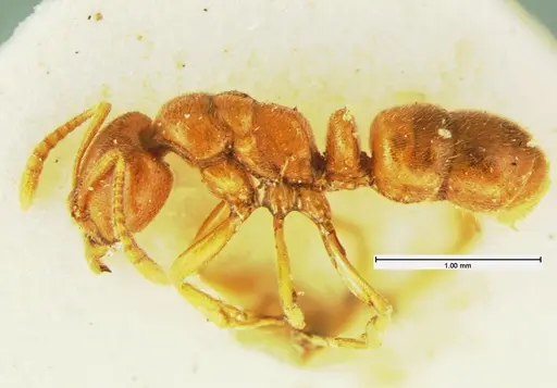 Hypoponera inexorata specimen CASENT0105616 image casent0105616_3