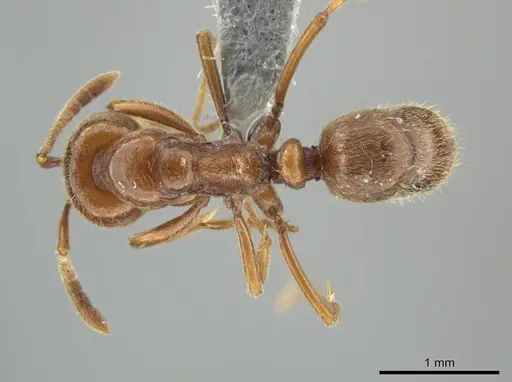 Hypoponera inexorata specimen CASENT0647598 image casent0647598_1