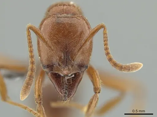 Hypoponera inexorata specimen CASENT0647598 image casent0647598_2