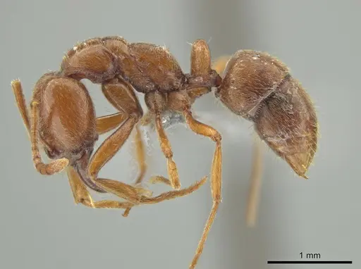 Hypoponera inexorata specimen CASENT0647598 image casent0647598_3