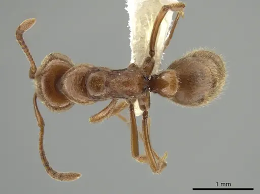 Hypoponera inexorata specimen CASENT0647600 image casent0647600_1