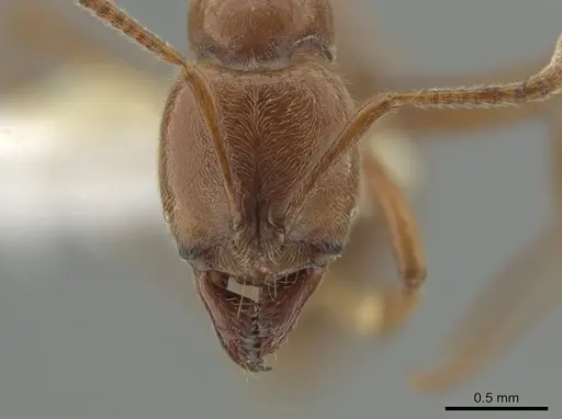 Hypoponera inexorata specimen CASENT0647600 image casent0647600_2