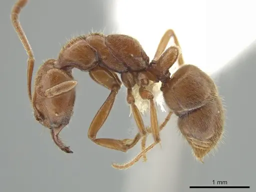 Hypoponera inexorata specimen CASENT0647600 image casent0647600_3