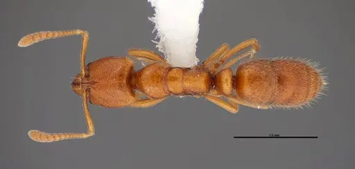 Hypoponera inexorata specimen FMNHINS0000088658 image fmnhins0000088658_1
