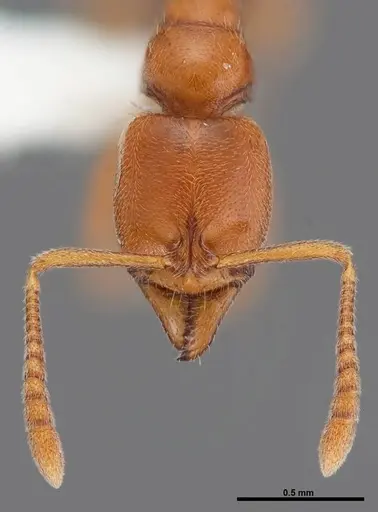 Hypoponera inexorata specimen FMNHINS0000088658 image fmnhins0000088658_2