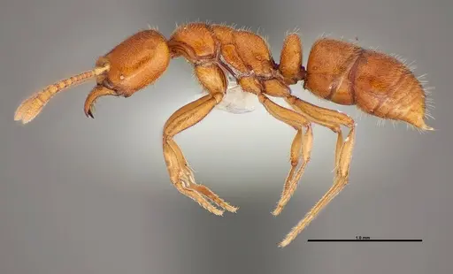 Hypoponera inexorata specimen FMNHINS0000088658 image fmnhins0000088658_3