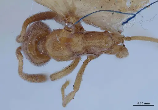 Hypoponera inexorata specimen MHNGENTO00094413 image mhngento00094413_1