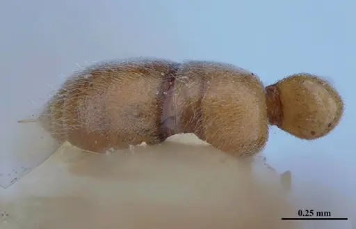 Hypoponera inexorata specimen MHNGENTO00094413 image mhngento00094413_2