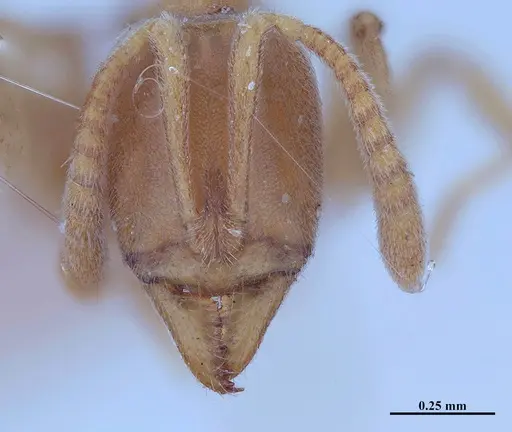 Hypoponera inexorata specimen MHNGENTO00094413 image mhngento00094413_3
