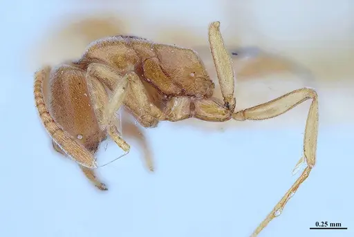 Hypoponera inexorata specimen MHNGENTO00094413 image mhngento00094413_4