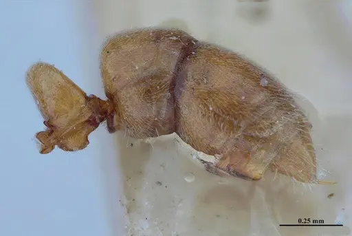 Hypoponera inexorata specimen MHNGENTO00094413 image mhngento00094413_5