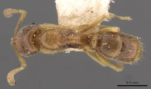 Hypoponera javana specimen CASENT0907307 image casent0907307_1
