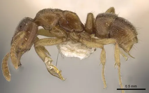 Hypoponera javana specimen CASENT0907307 image casent0907307_3