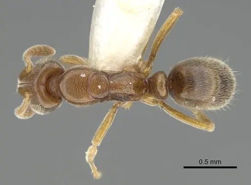 Hypoponera javana specimen CASENT0919893 image casent0919893_1