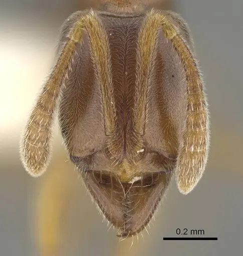 Hypoponera javana specimen CASENT0919893 image casent0919893_2