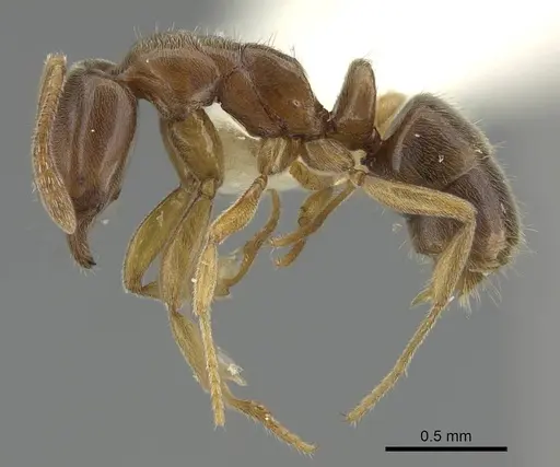 Hypoponera javana specimen CASENT0919893 image casent0919893_3