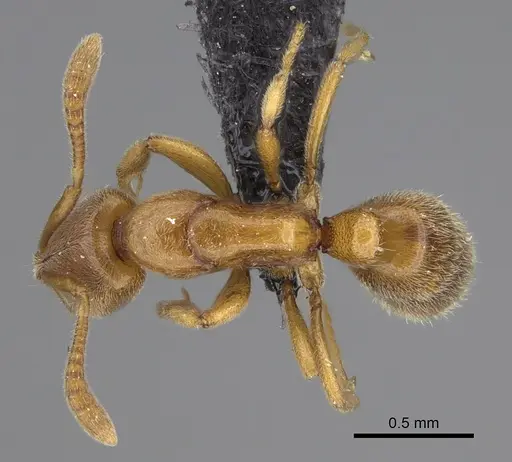 Hypoponera jeanneli specimen CASENT0128290 image casent0128290_1
