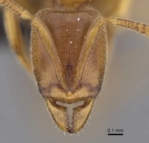 Hypoponera jeanneli specimen CASENT0128290 image casent0128290_2