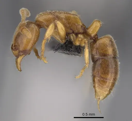 Hypoponera jeanneli specimen CASENT0128290 image casent0128290_3