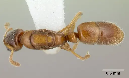 Hypoponera jeanneli specimen CASENT0192410 image casent0192410_1