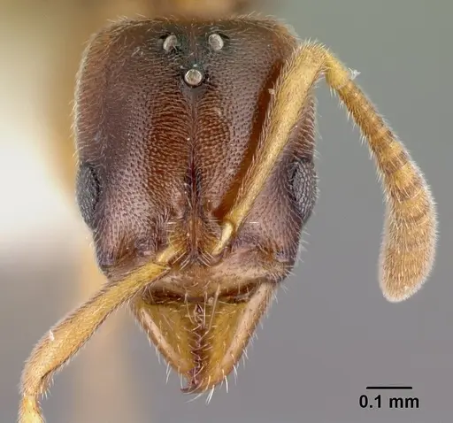 Hypoponera jeanneli specimen CASENT0192410 image casent0192410_2