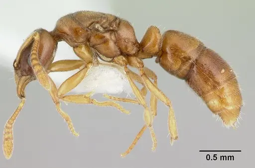 Hypoponera jeanneli specimen CASENT0192410 image casent0192410_3
