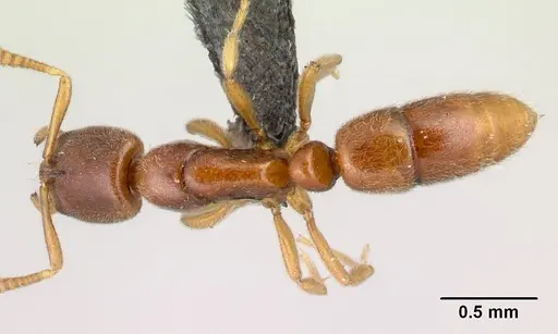 Hypoponera jeanneli specimen CASENT0217336 image casent0217336_1
