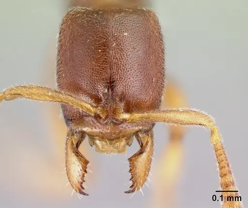 Hypoponera jeanneli specimen CASENT0217336 image casent0217336_2