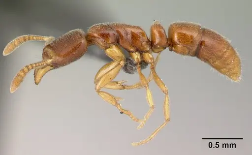 Hypoponera jeanneli specimen CASENT0217336 image casent0217336_3