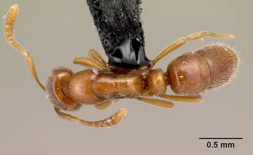 Hypoponera jeanneli specimen CASENT0218476 image casent0218476_1